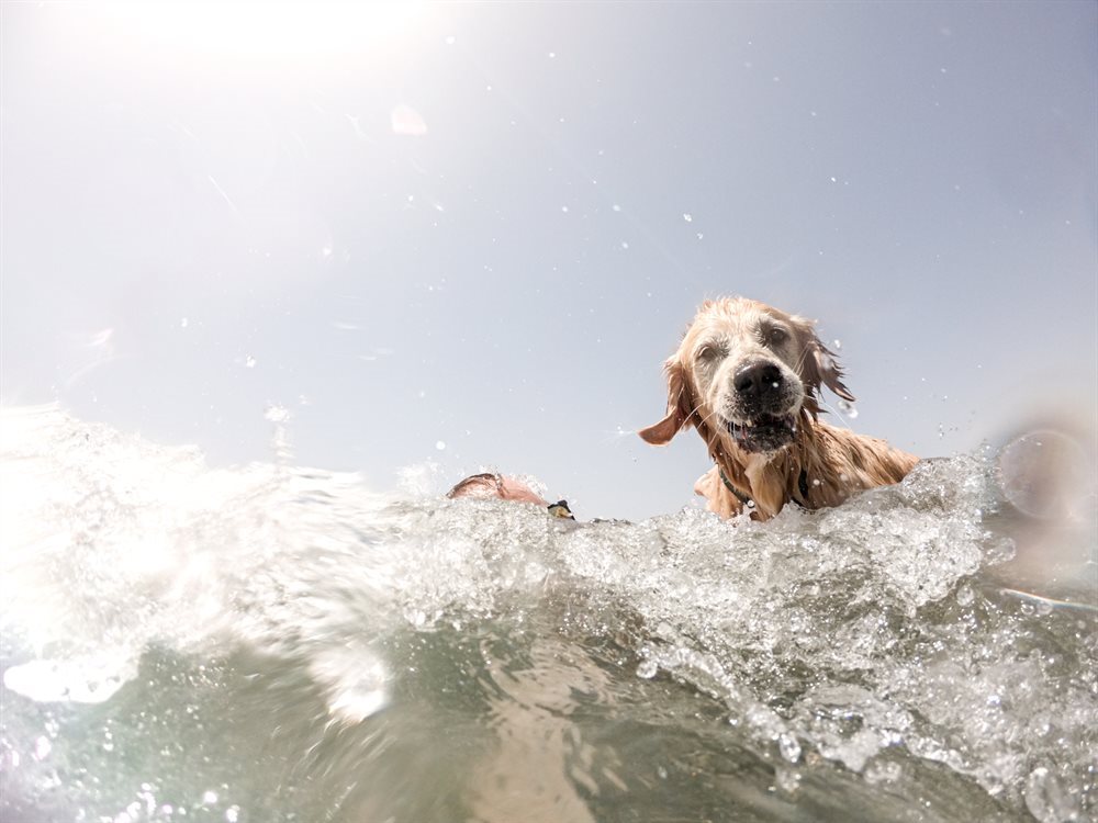 shutterstock_2050753874(0)