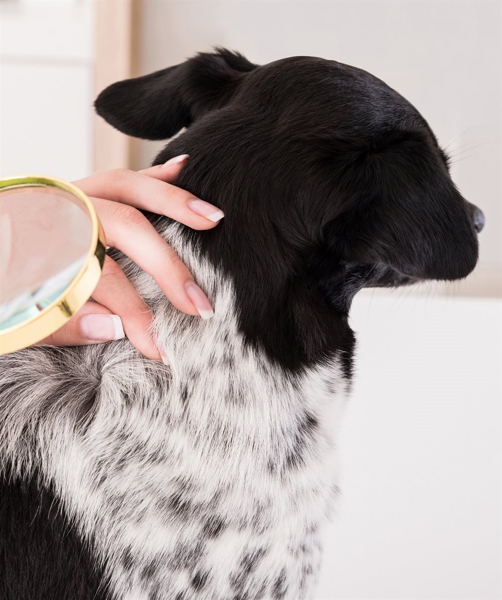 shutterstock_474494245(1)