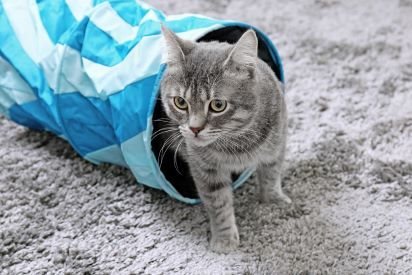 shutterstock_528652642